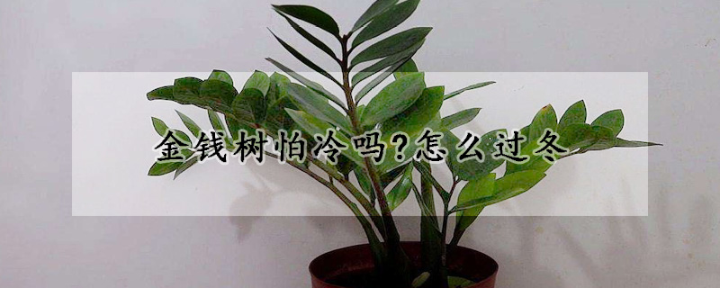 金錢樹怕冷嗎?怎麼過冬