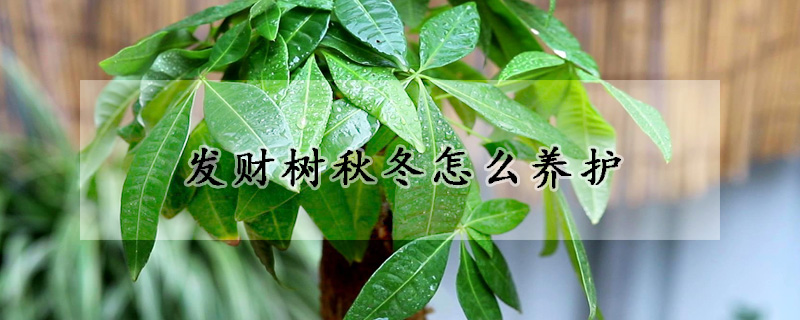 發財樹秋冬怎麼養護