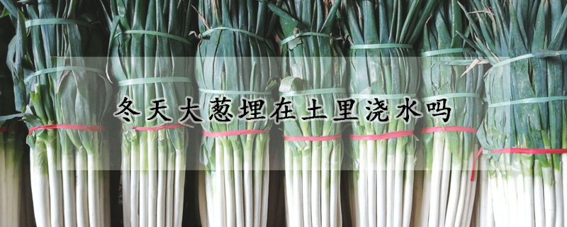 冬天大蔥埋在土裏澆水嗎