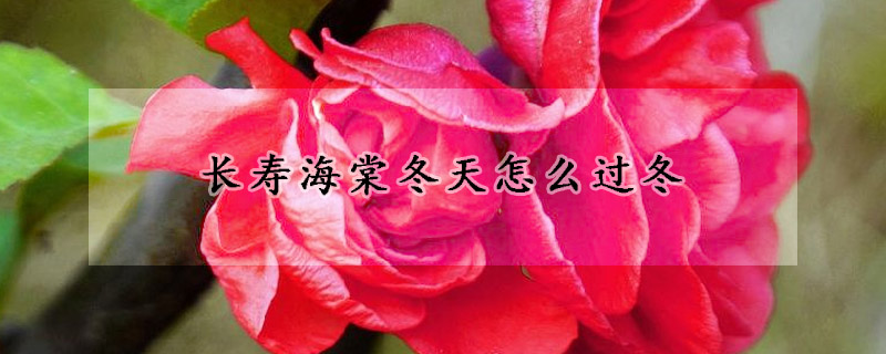 長壽海棠冬天怎麼過冬