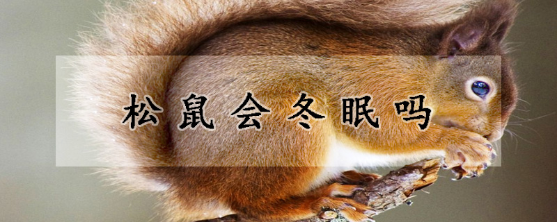 鬆鼠會冬眠嗎