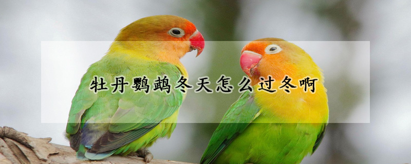 牡丹鸚鵡冬天怎麼過冬啊