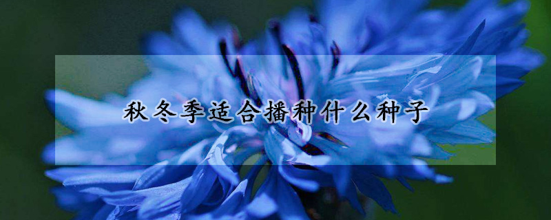 秋冬季適合播種什麼種子