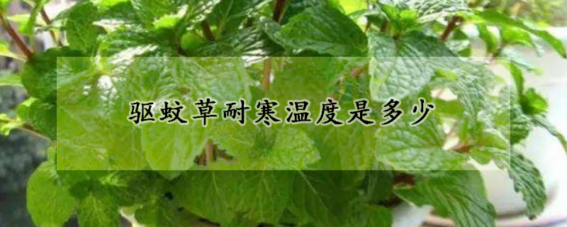 驅蚊草耐寒溫度是多少