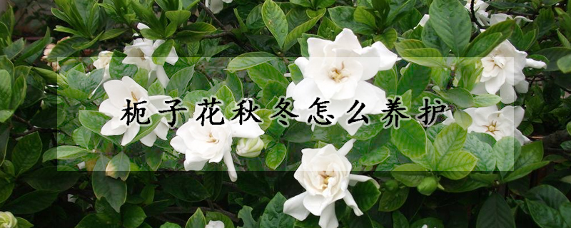 枙子花秋冬怎麼養護