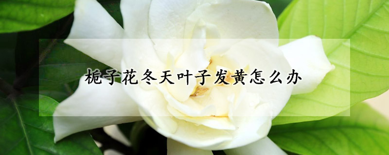 梔子花冬天葉子發黃怎麼辦