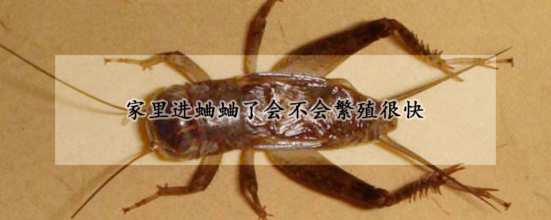家裏進蛐蛐了會不會繁殖很快