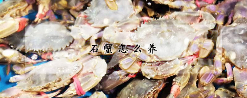 石蟹怎麼養