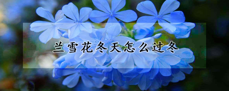 蘭雪花冬天怎麼過冬