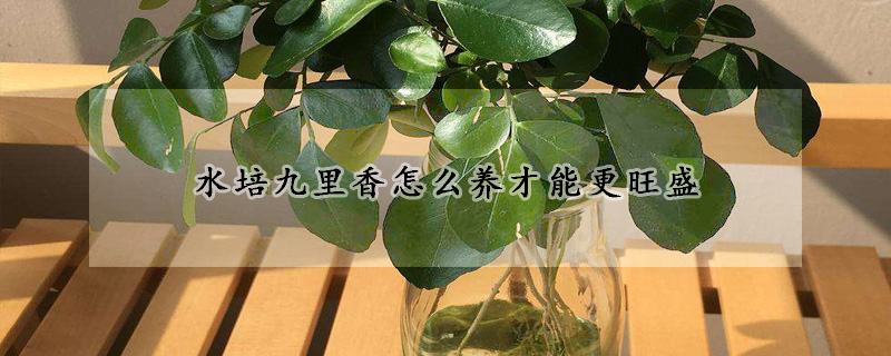 水培九裏香怎麼養才能更旺盛