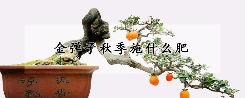 金彈子秋季施什麼肥