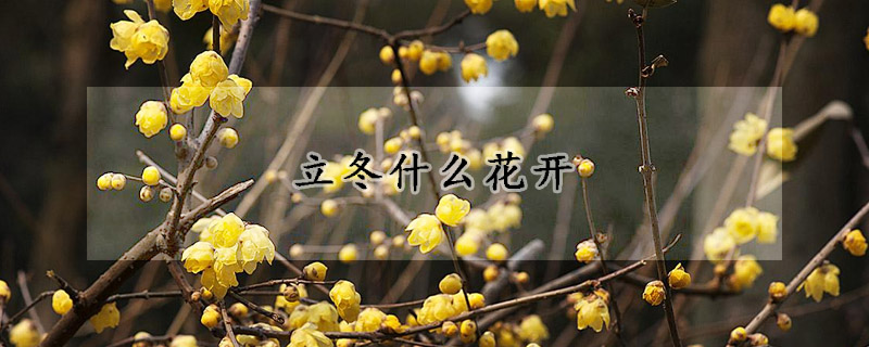 立冬什麼花開