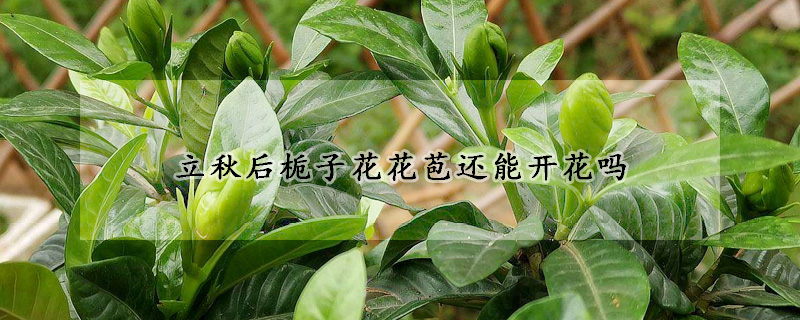 立秋後梔子花花苞還能開花嗎