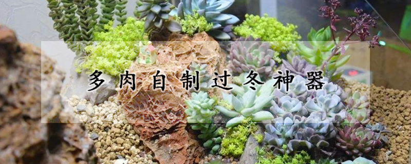 多肉自製過冬神器