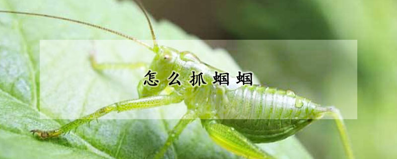 怎麼抓蟈蟈