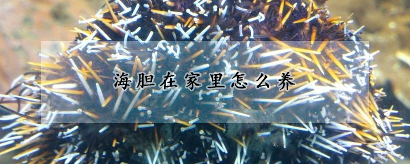 海膽在家裏怎麼養