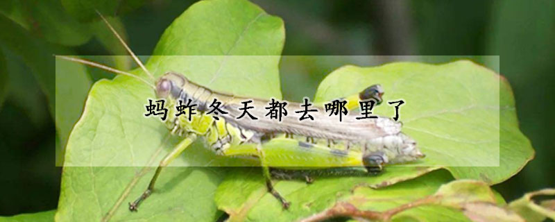 螞蚱冬天都去哪裏了