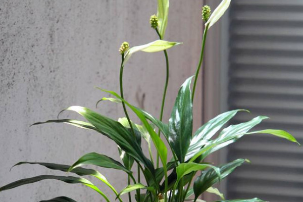 一帆風順花的擺放禁忌 一帆風順花擺在家裏什麼地方