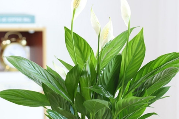 一帆風順花的擺放禁忌 一帆風順花擺在家裏什麼地方