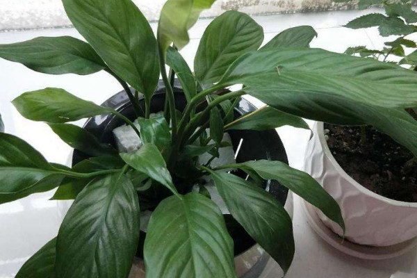 一帆風順花的擺放禁忌 一帆風順花擺在家裏什麼地方