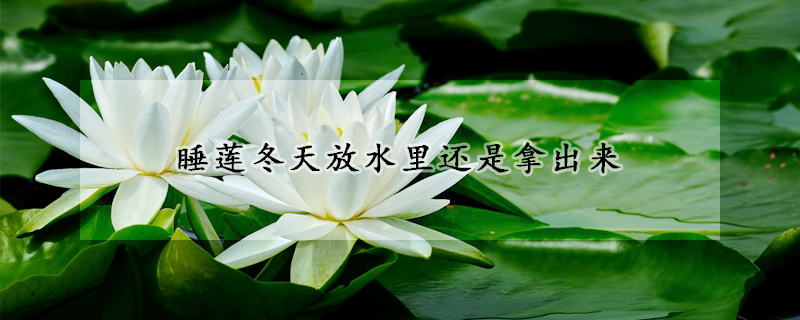 睡蓮冬天放水裏還是拿出來