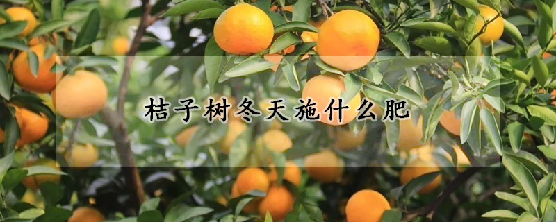 桔子樹冬天施什麼肥