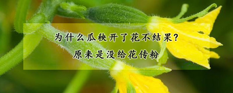 為什麼瓜秧開了花不結果?原來是沒給花傳粉