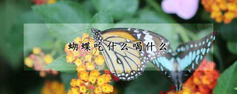 蝴蝶吃什麼喝什麼