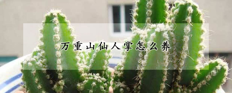 萬重山仙人掌怎麼養