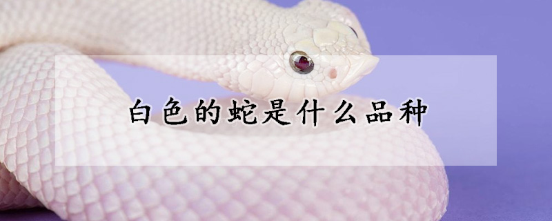 白色的蛇是什麼品種