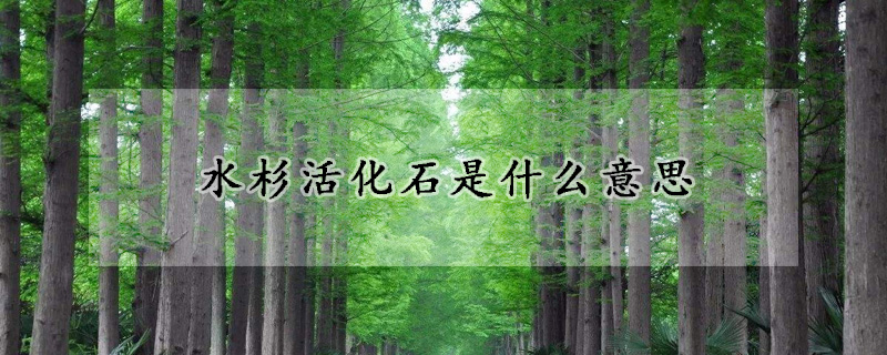 水杉活化石是什麼意思