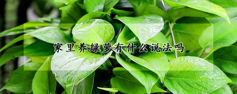 家裏養綠蘿有什麼說法嗎