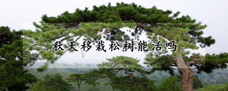 秋天移栽鬆樹能活嗎