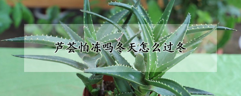 蘆薈怕凍嗎冬天怎麼過冬