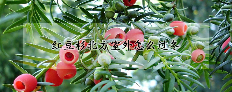 紅豆杉北方室外怎麼過冬