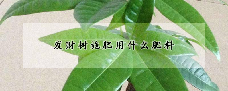 發財樹施肥用什麼肥料