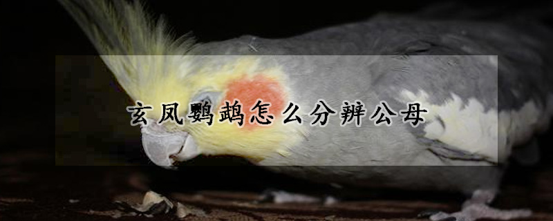 玄鳳鸚鵡怎麼分辨公母