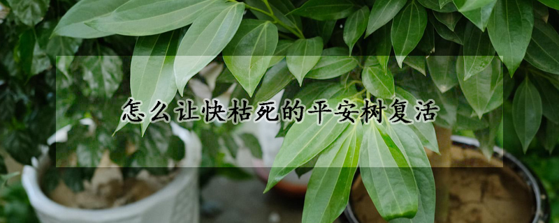 怎麼讓快枯死的平安樹複活