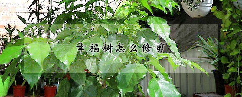 幸福樹怎麼修剪