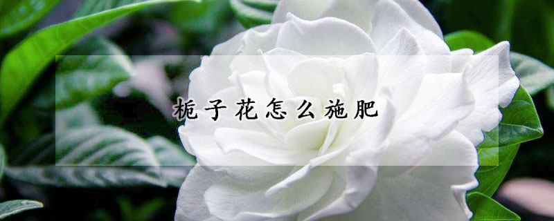 梔子花怎麼施肥