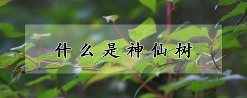 什麼是神仙樹