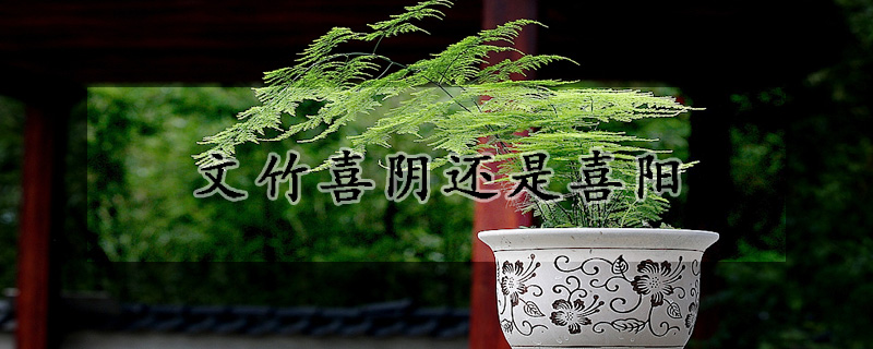 文竹喜陰還是喜陽