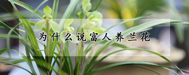 為什麼說富人養蘭花