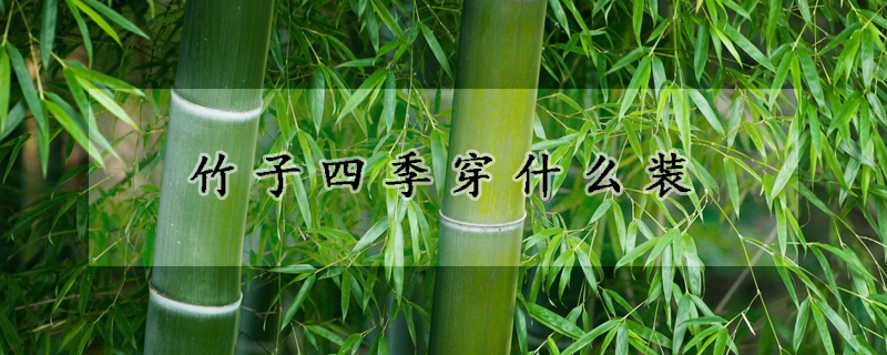 竹子四季穿什麼裝