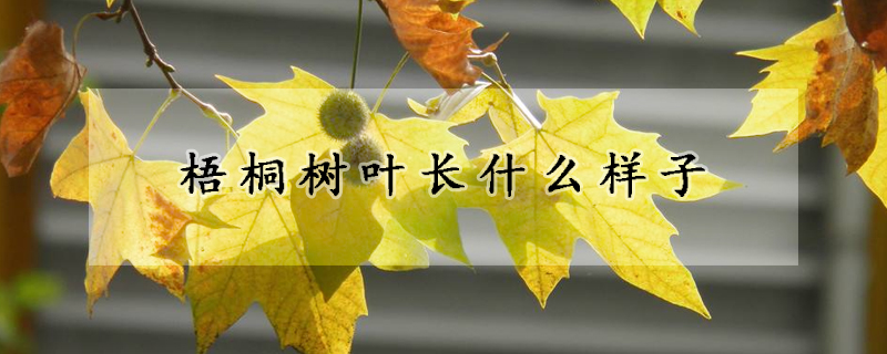 梧桐樹葉長什麼樣子