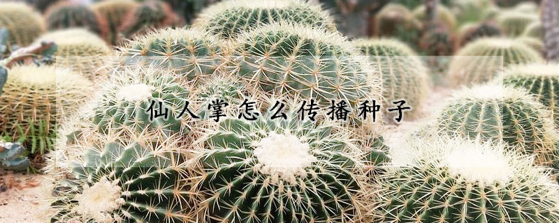 仙人掌怎麼傳播種子
