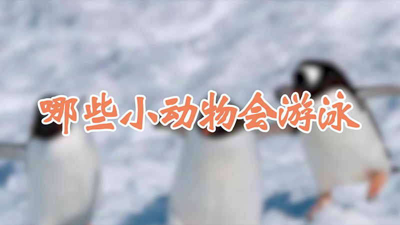 哪些小動物會遊泳