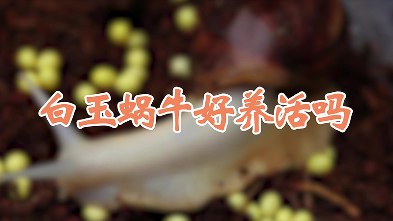 白玉蝸牛好養活嗎