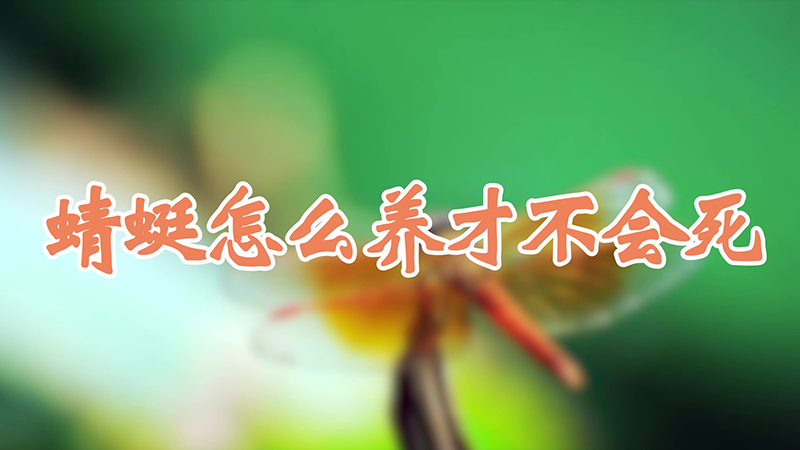 蜻蜓怎麼養才不會死