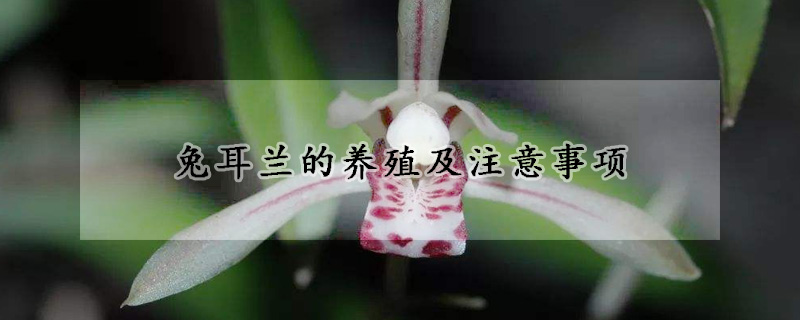 兔耳蘭的養殖及注意事項